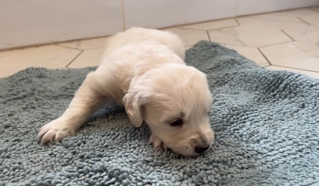 tiny white puppy