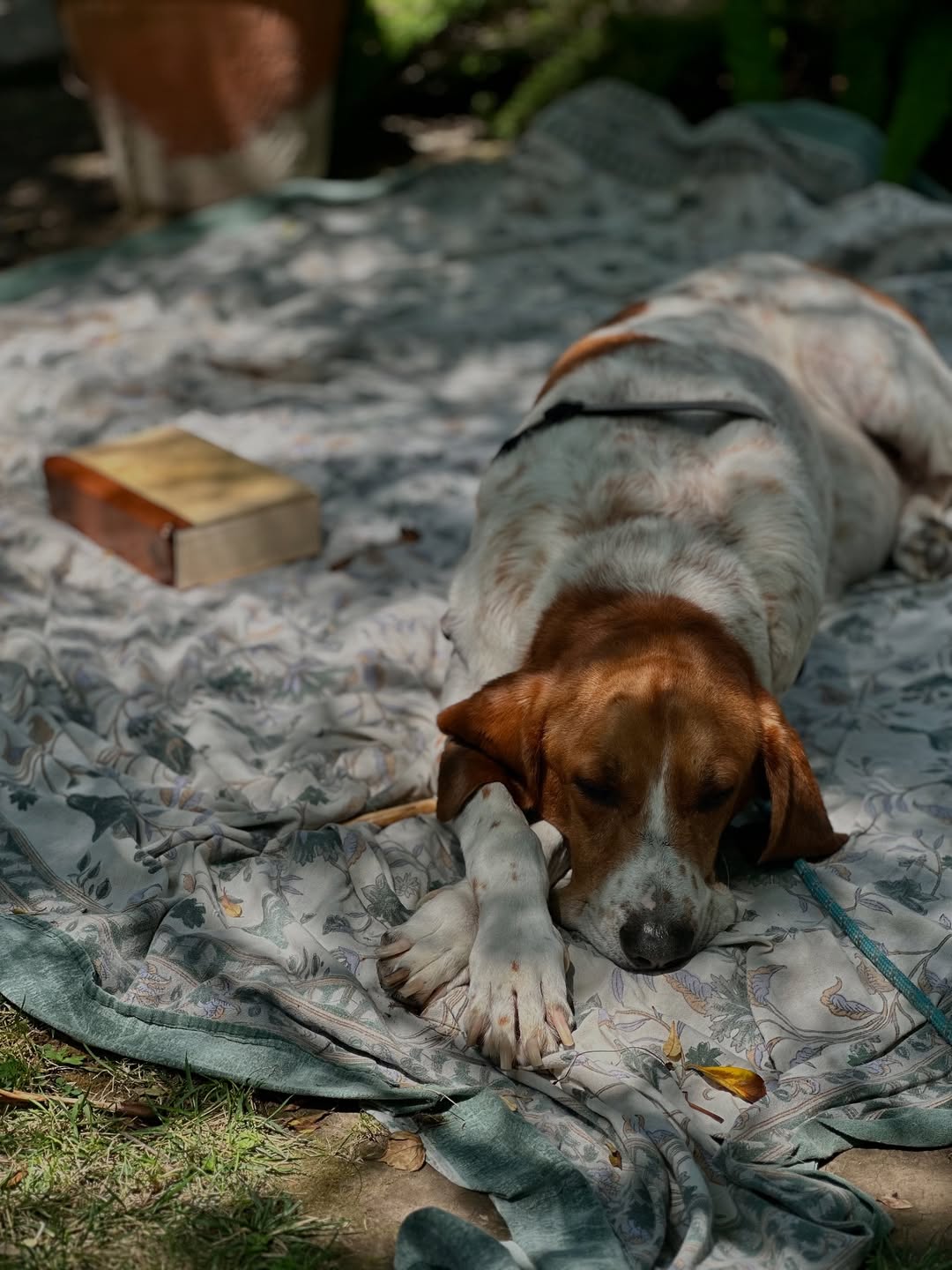 tired dog sleeping