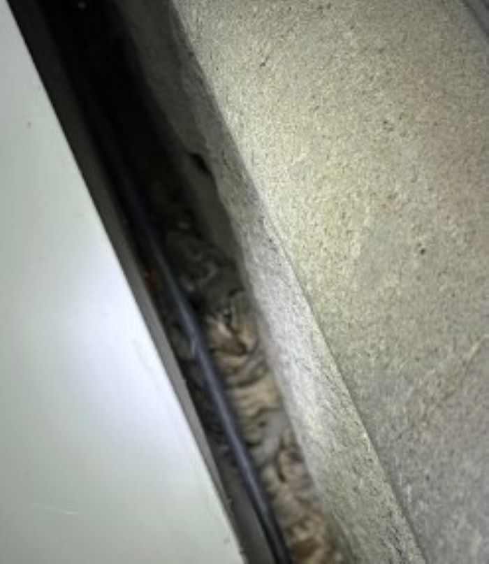 trapped cat