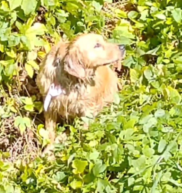 trapped dog in reservoir