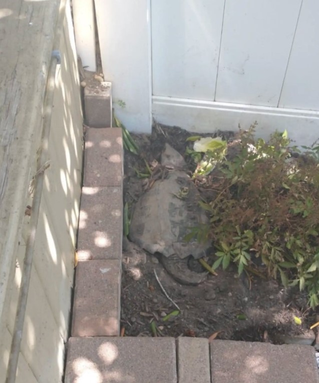 turtle in garden
