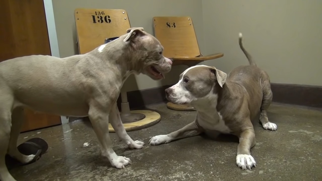 two Pitbulls
