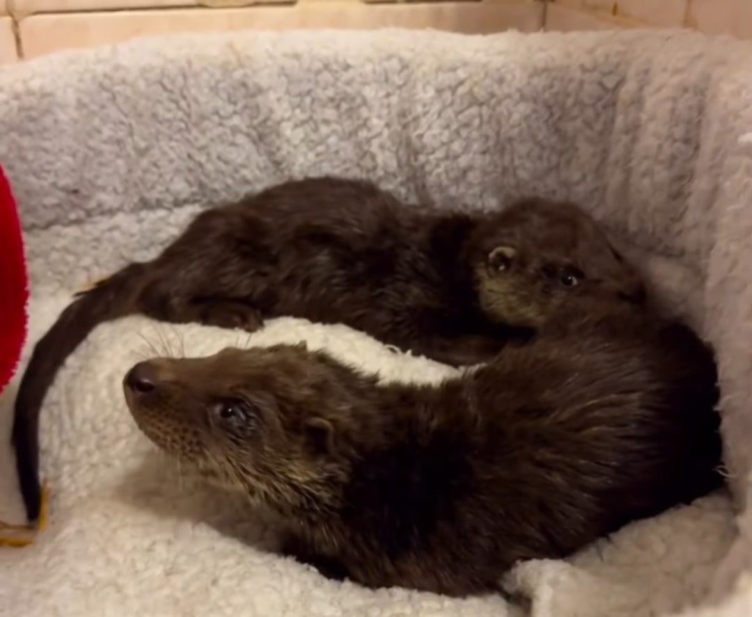 two baby otters