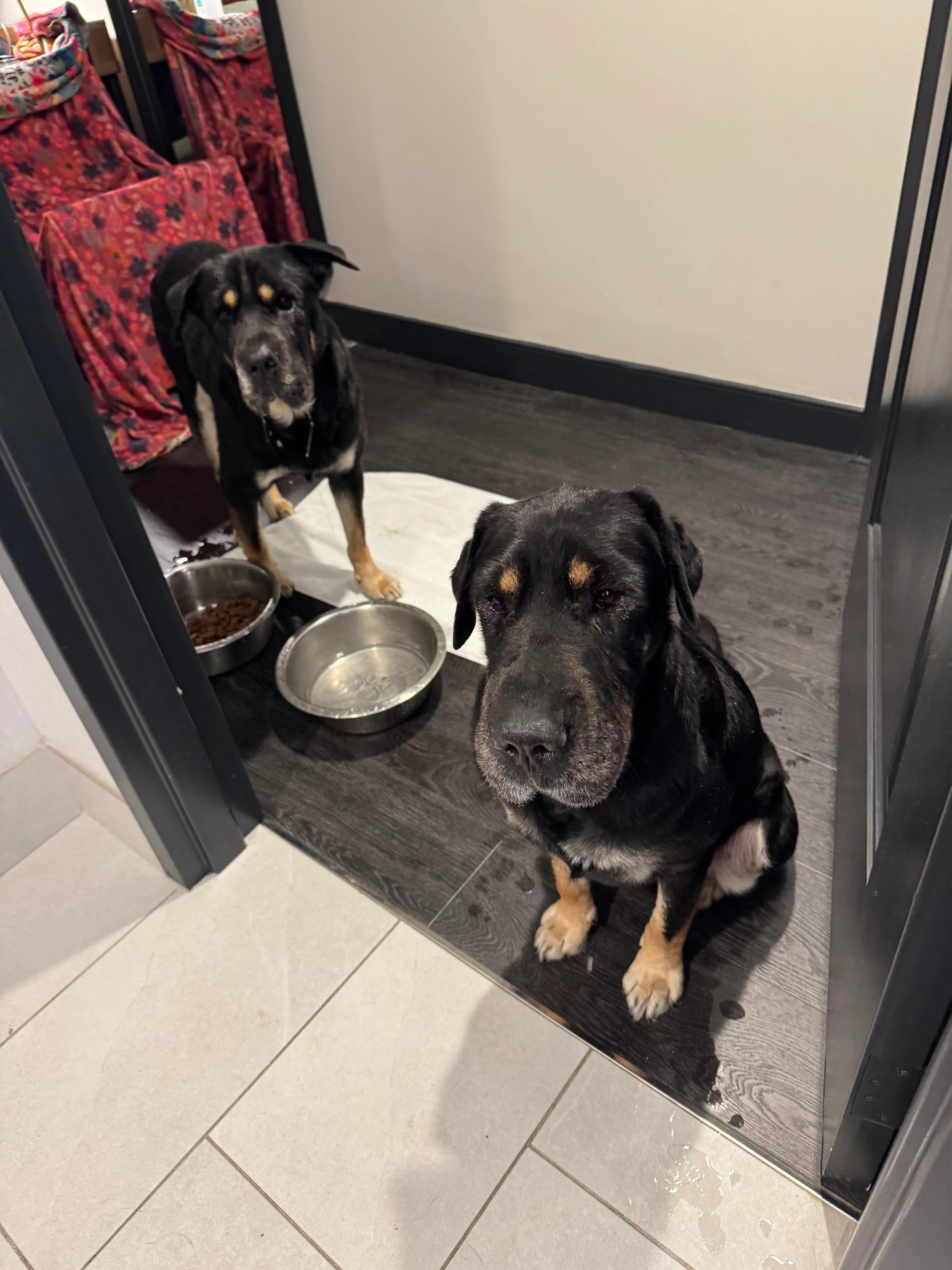 two black dogs in house