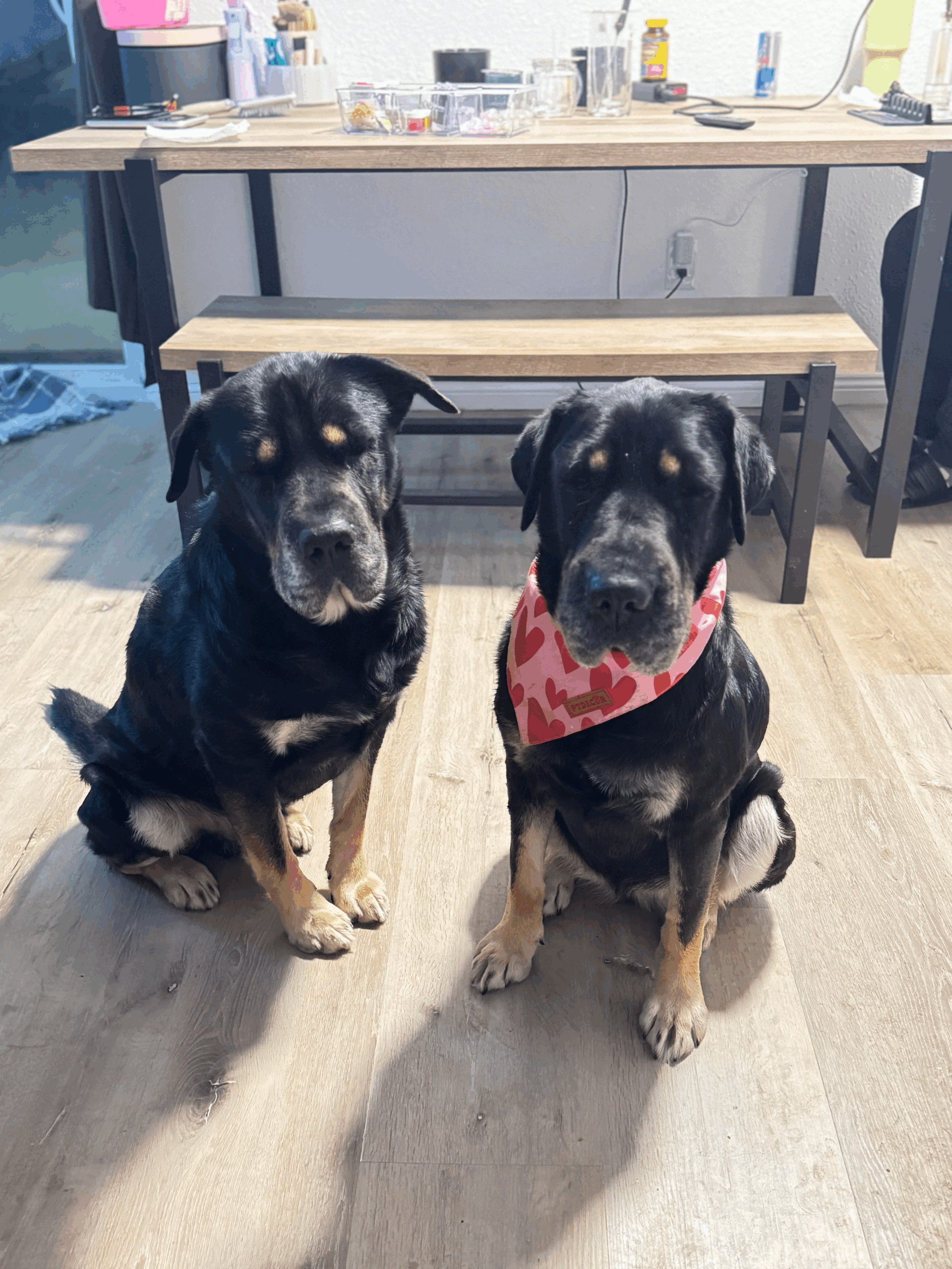 two black dogs