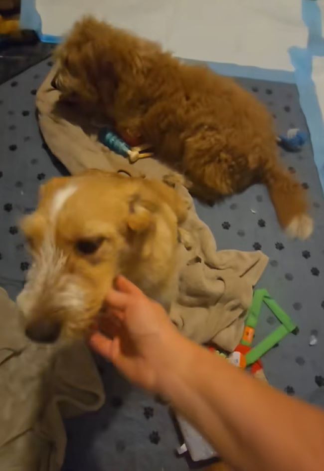 two brown dogs