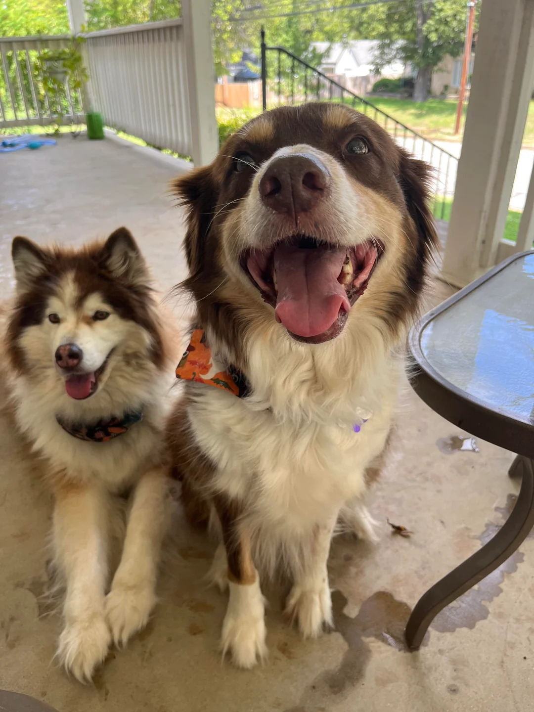 two cute dogs