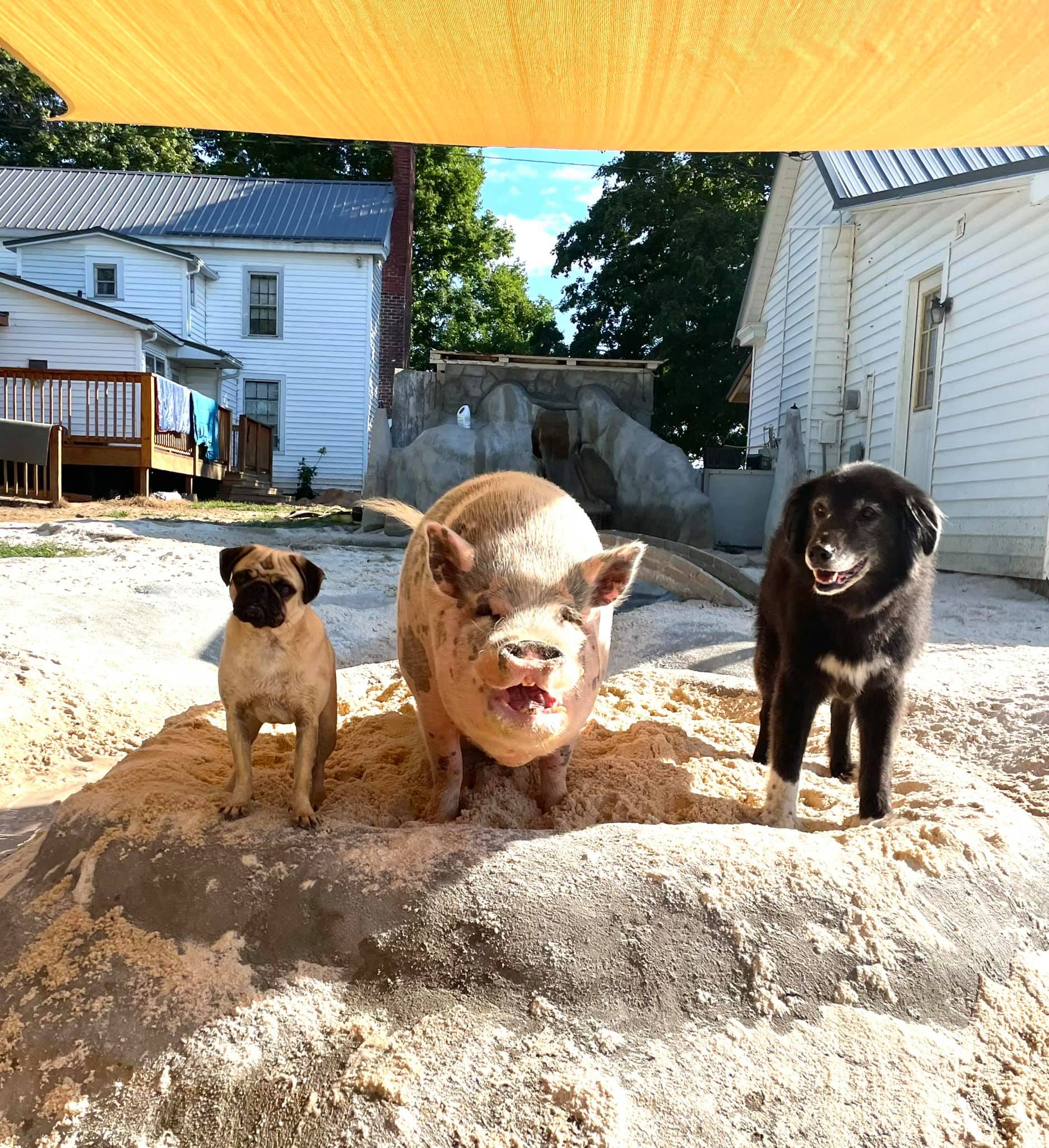 two dogs and pig