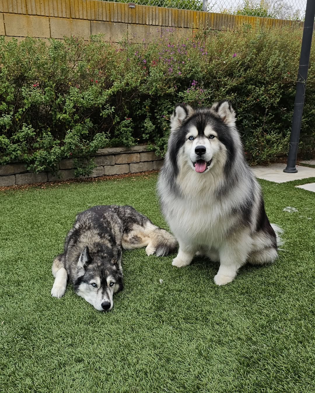 two dogs in garden