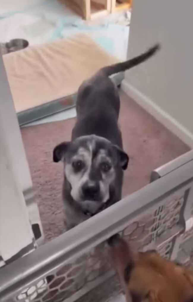 two dogs in house