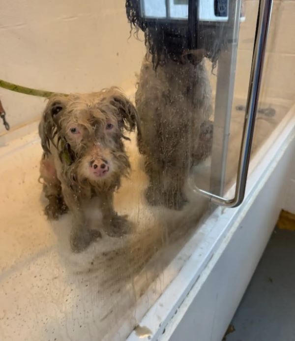 two dogs in shelter