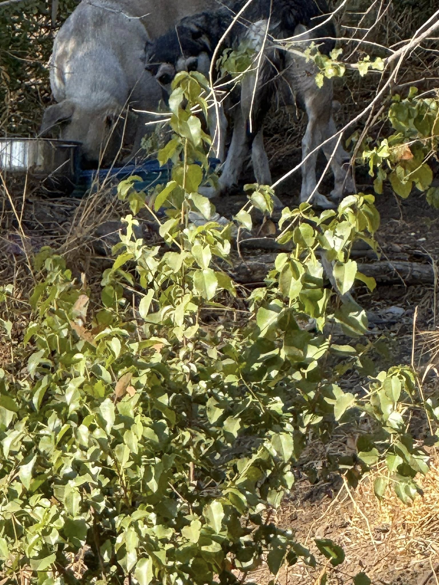 two dogs in wild
