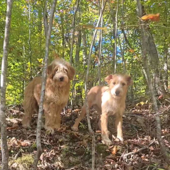 two dogs in woods