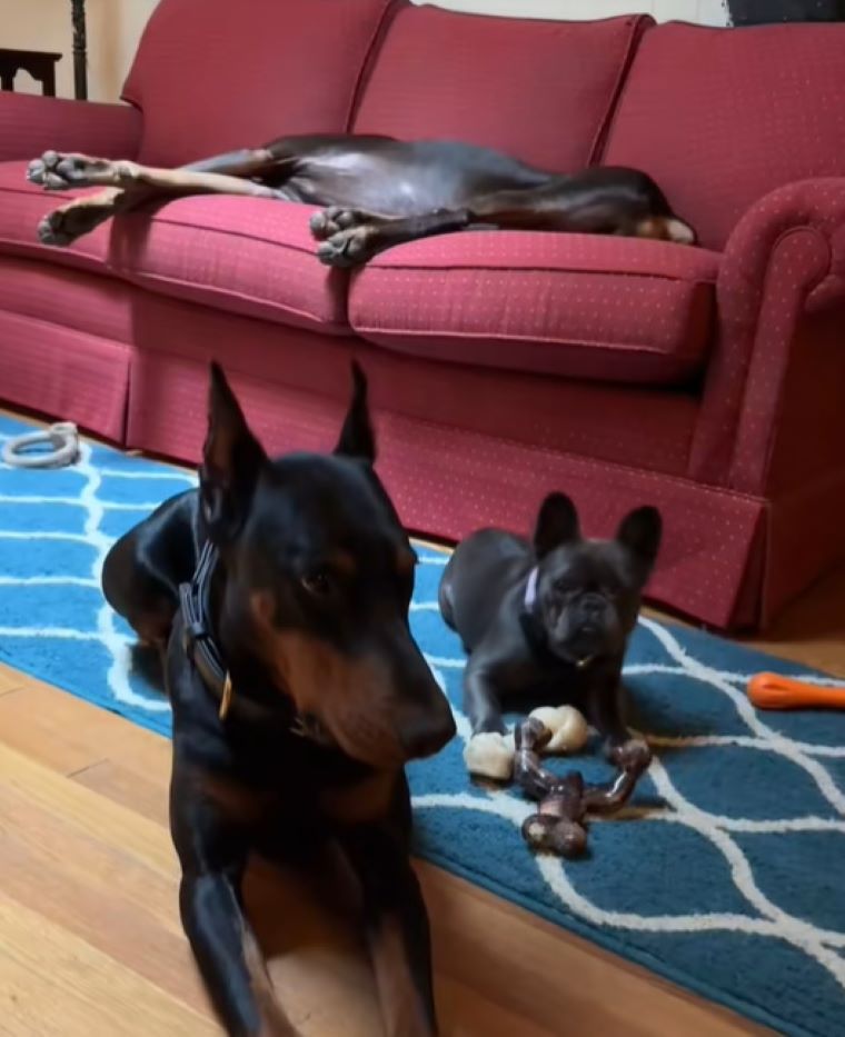 two dogs laying down