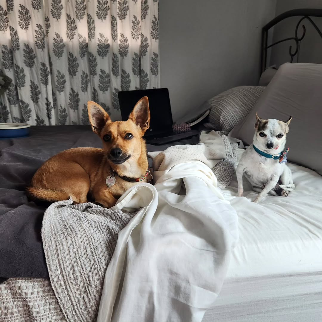 two dogs on bed