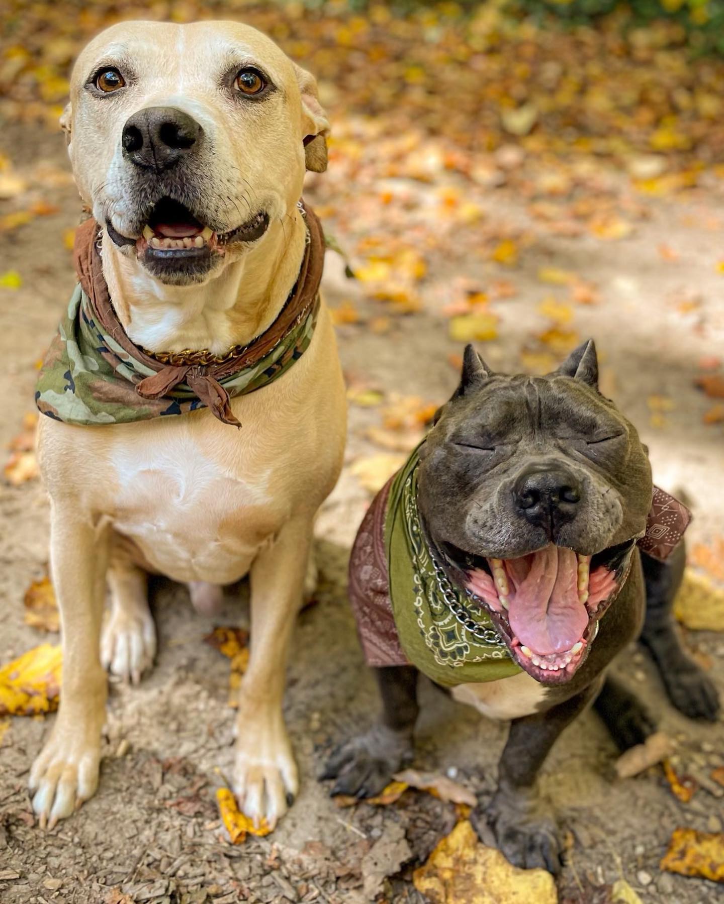 two dogs sitting outdoors