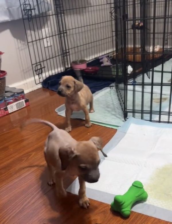 two puppies in house