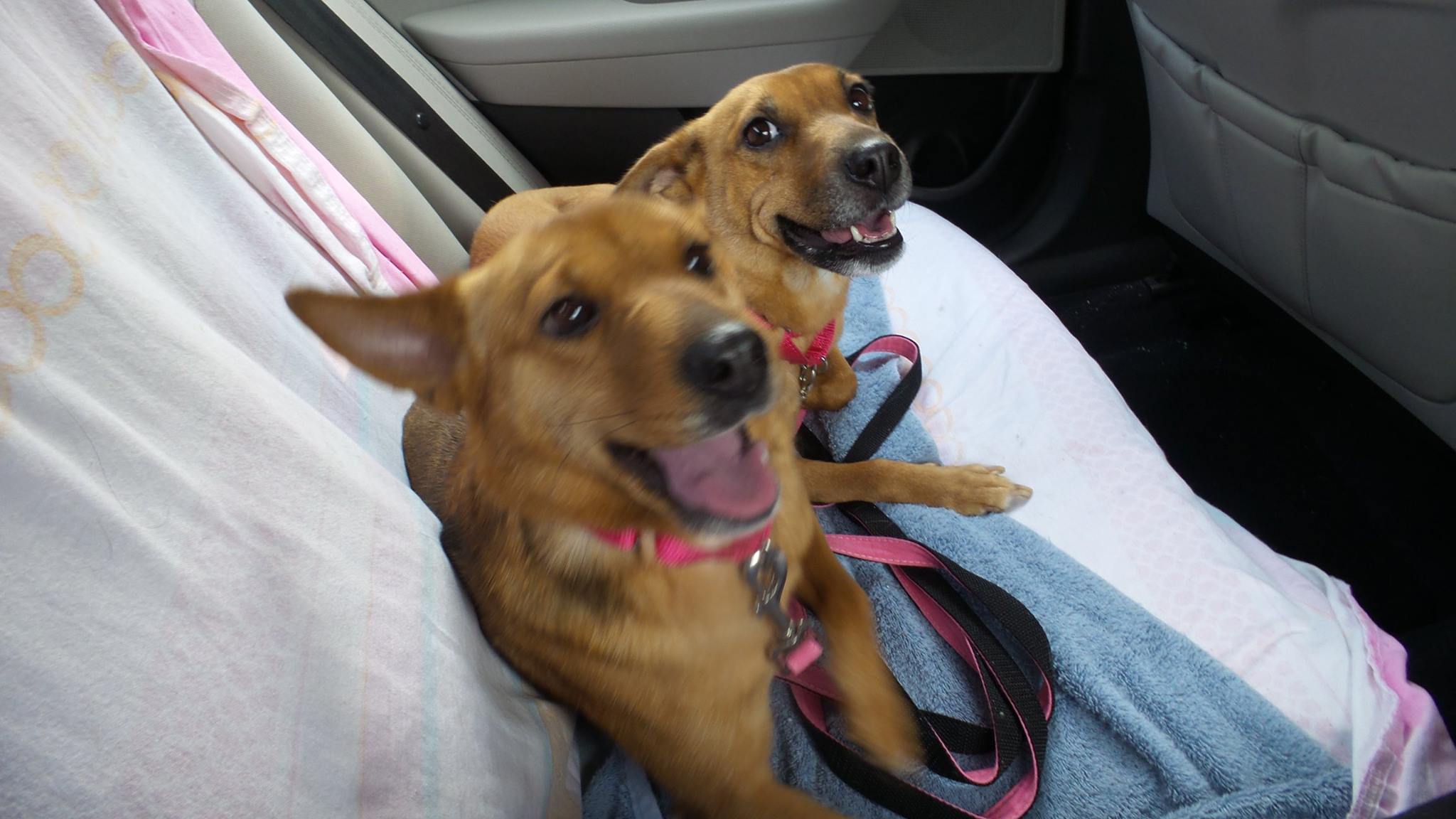 two rescued dogs in a car