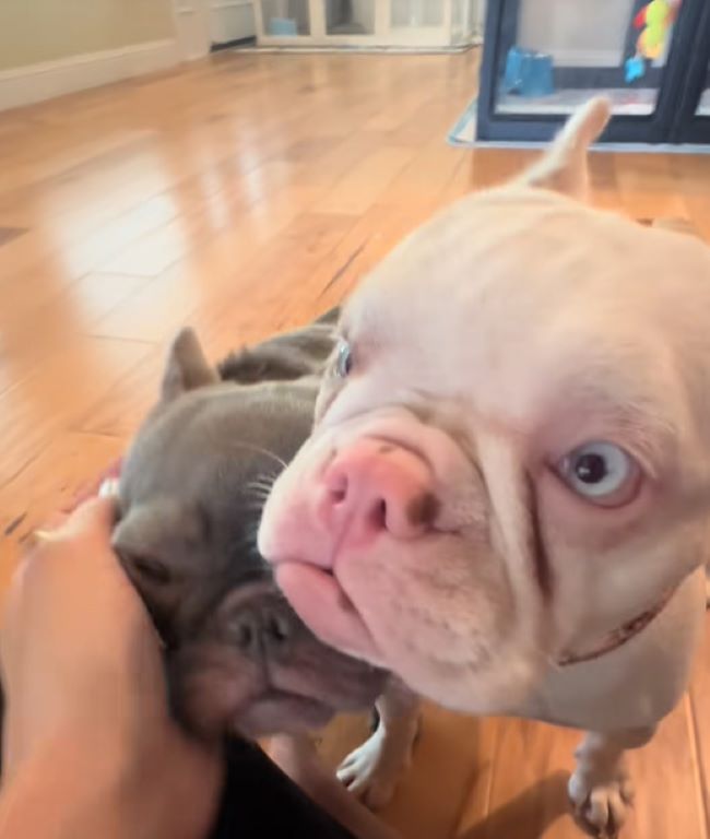 two sweet dogs