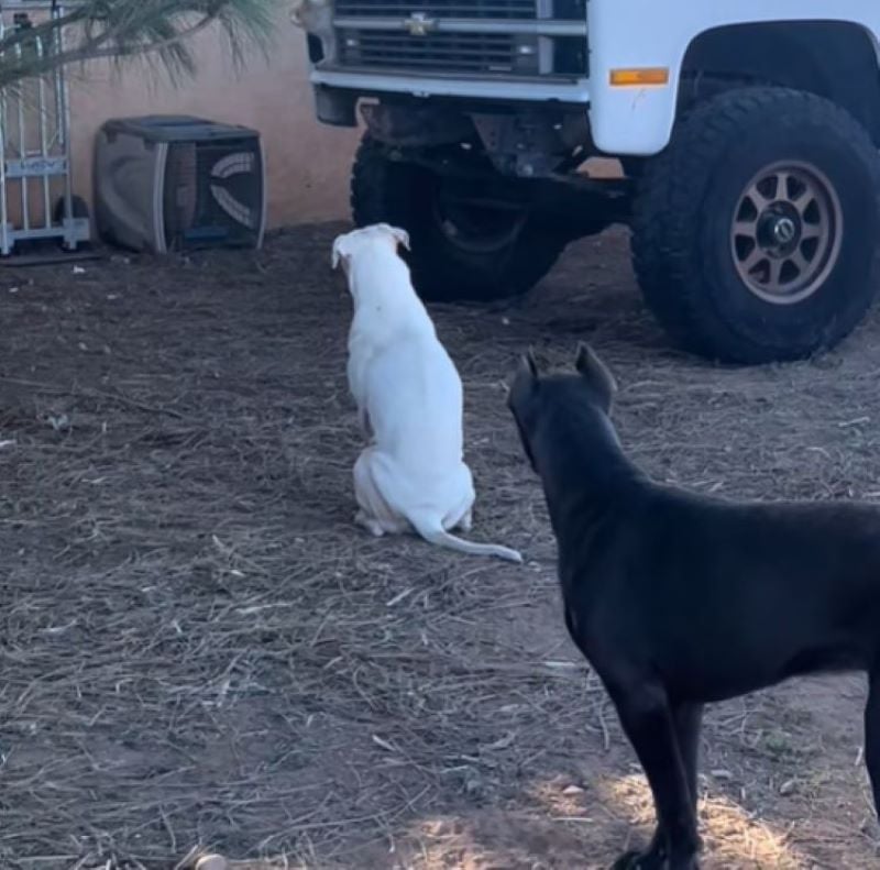 two sweet dogs