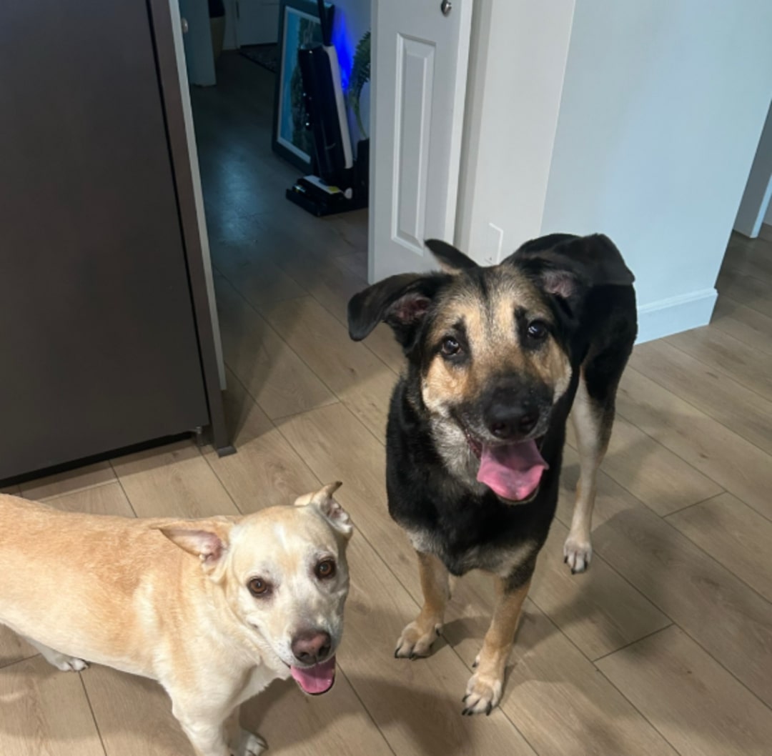 two sweet dogs