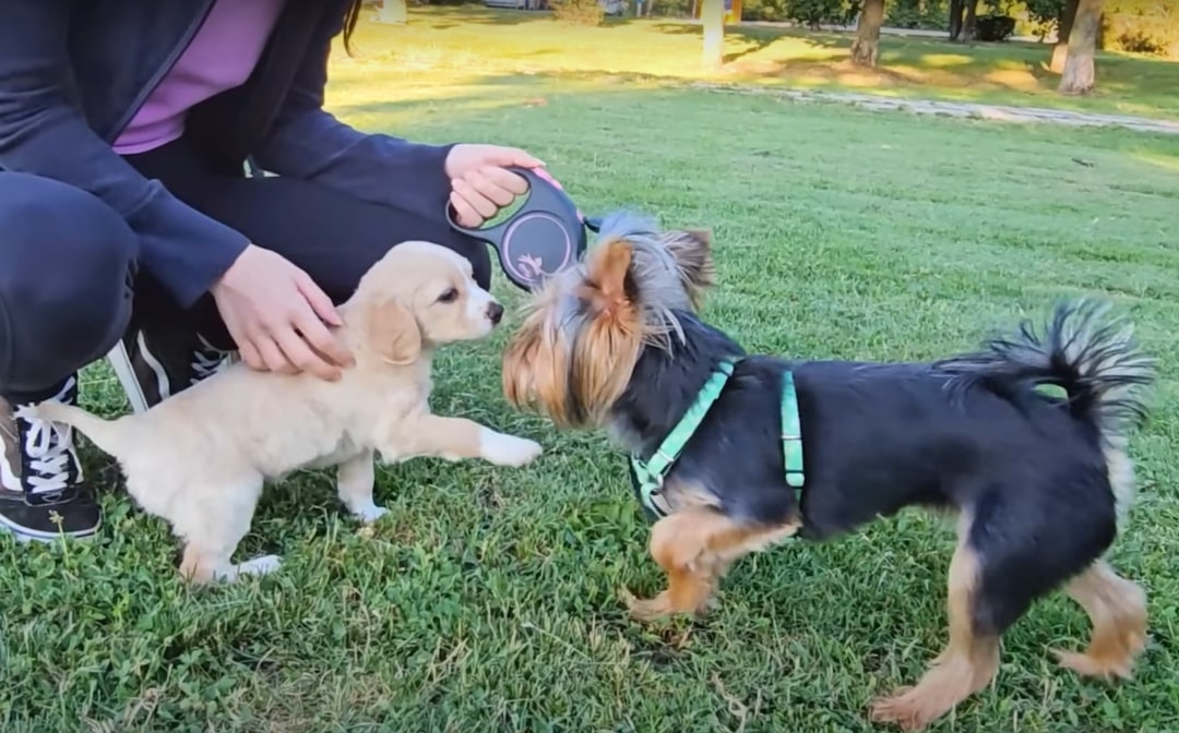 two sweet dogs in park
