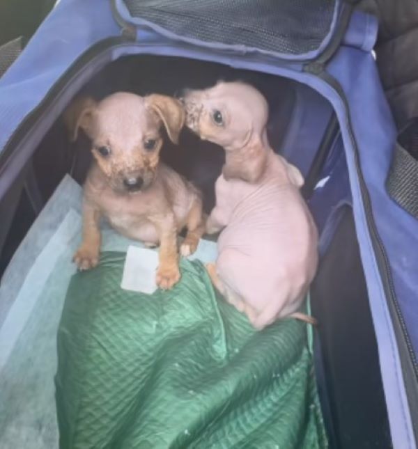 two sweet puppies