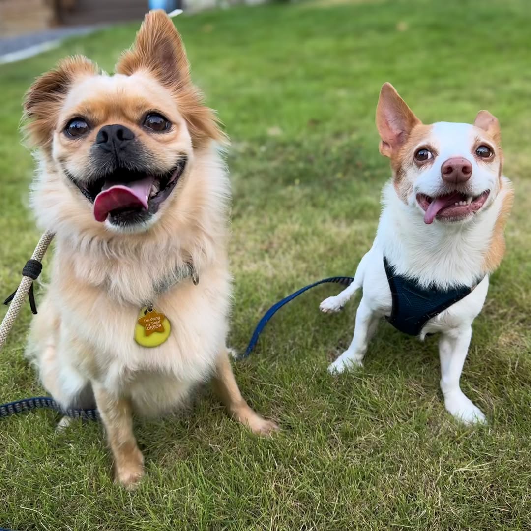 two sweet tiny dogs