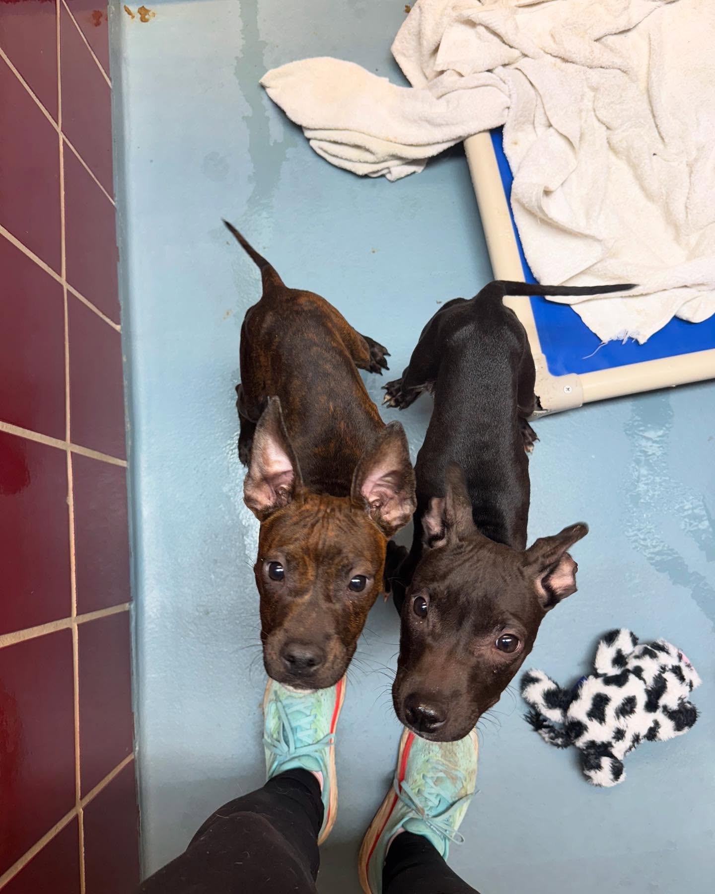 two tiny black puppies