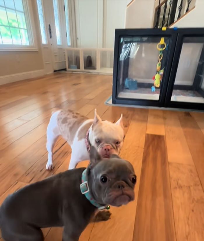 two tiny dogs in house