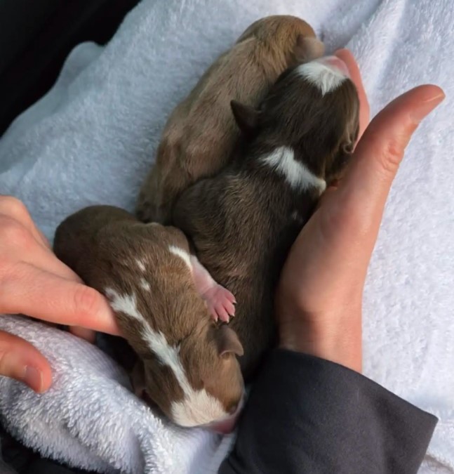 two tiny puppies