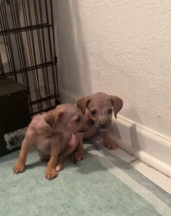 two tiny puppies