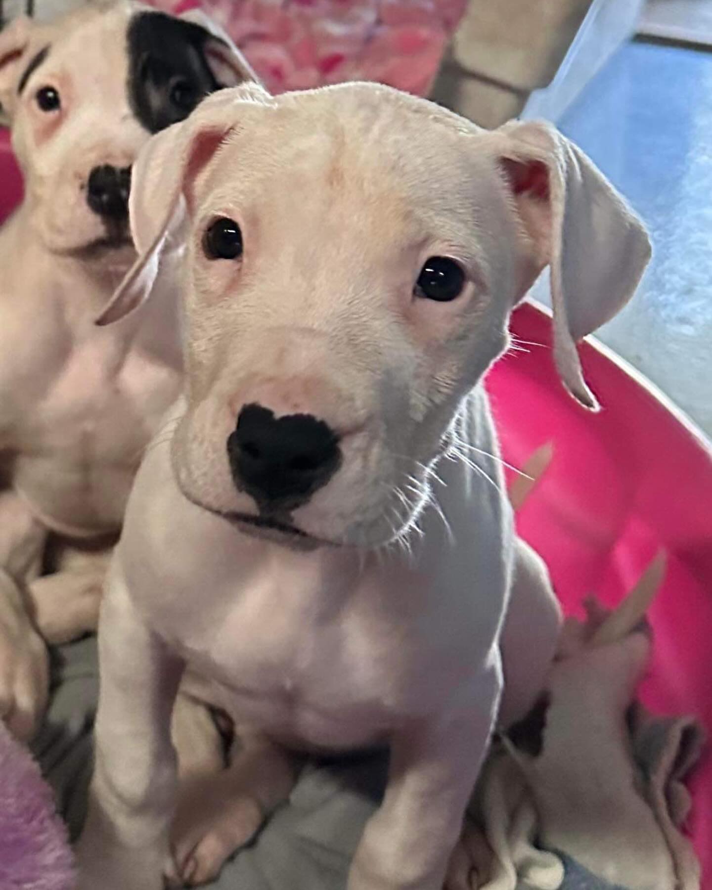 two white puppies