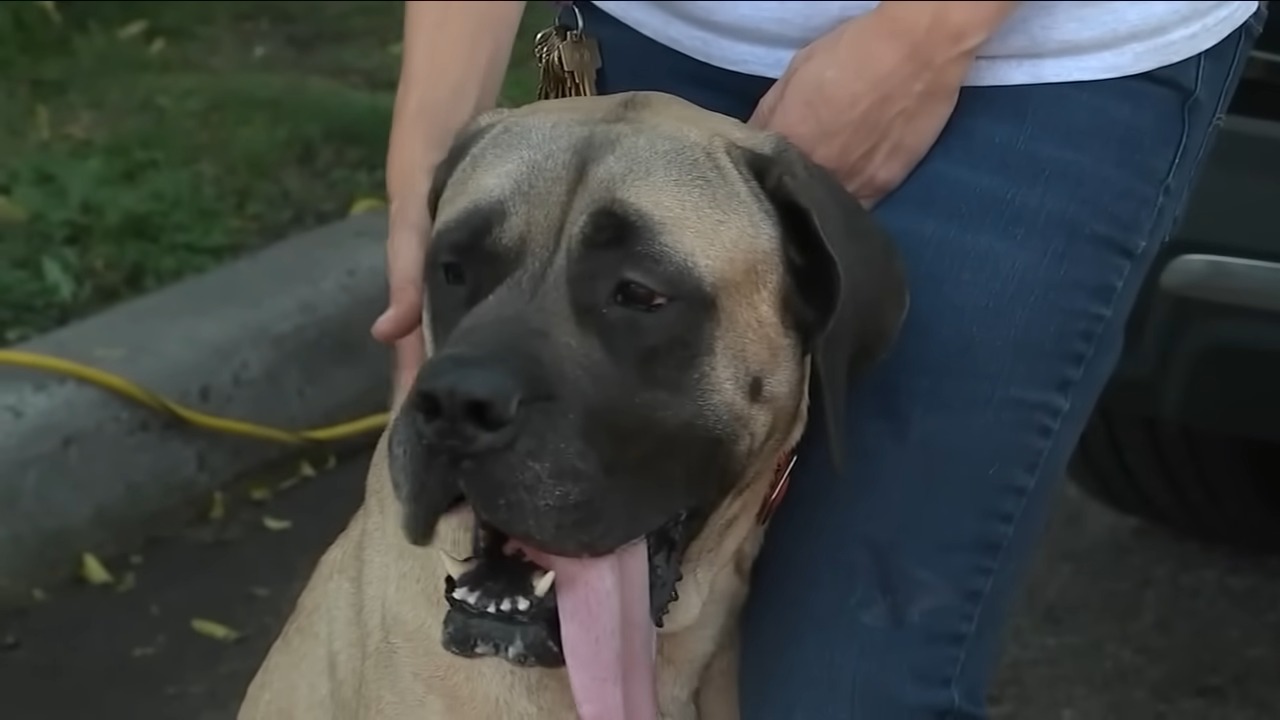 very cute big dog