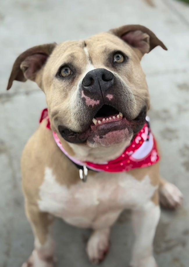very cute dog