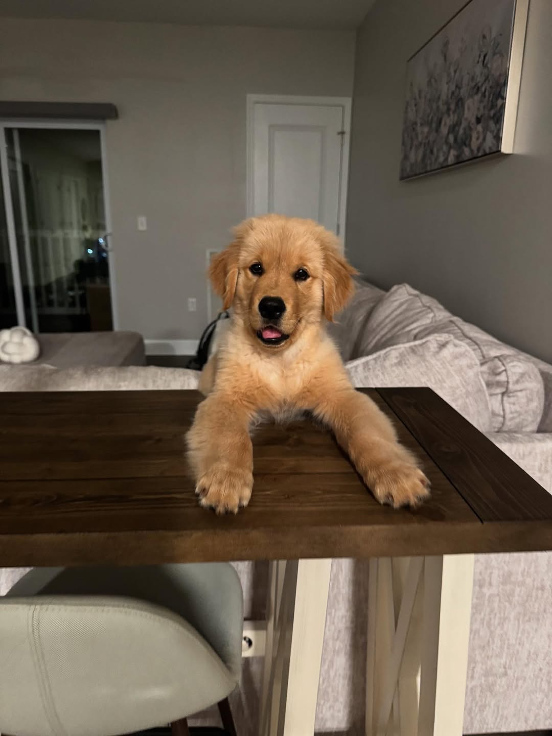 very cute dog