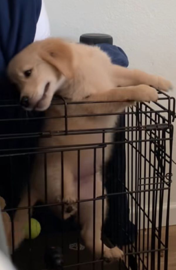 very cute dog in crate