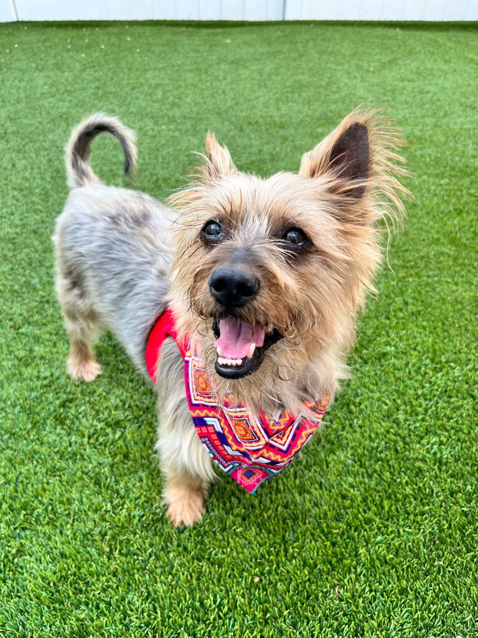 very happy dog