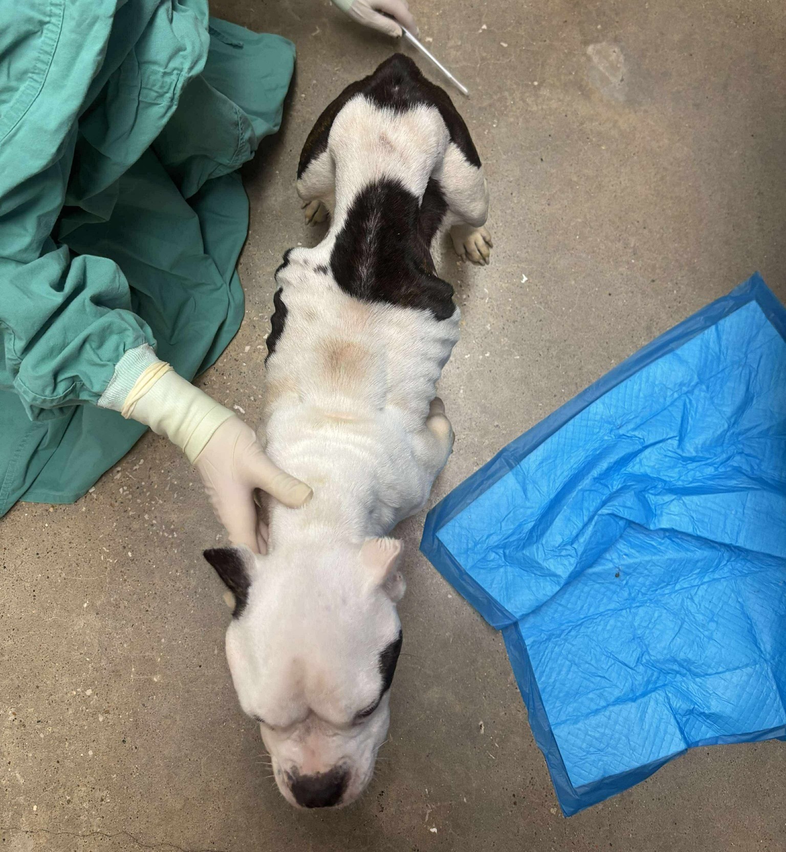 very skinny dog
