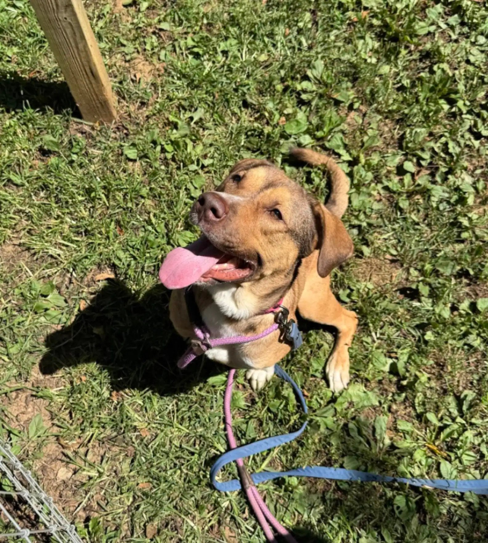 very sweet brown dog