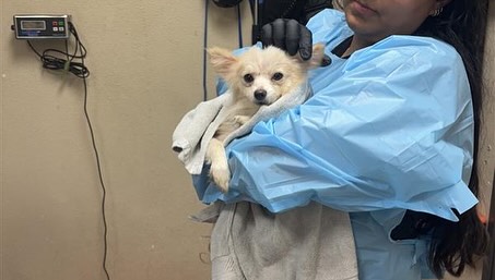 vet holding a white dog