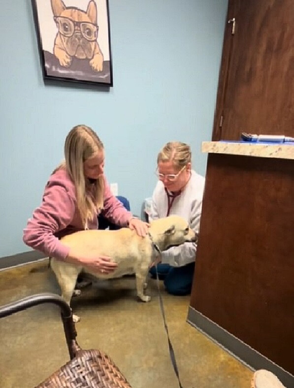 vets checking a pregnant dog