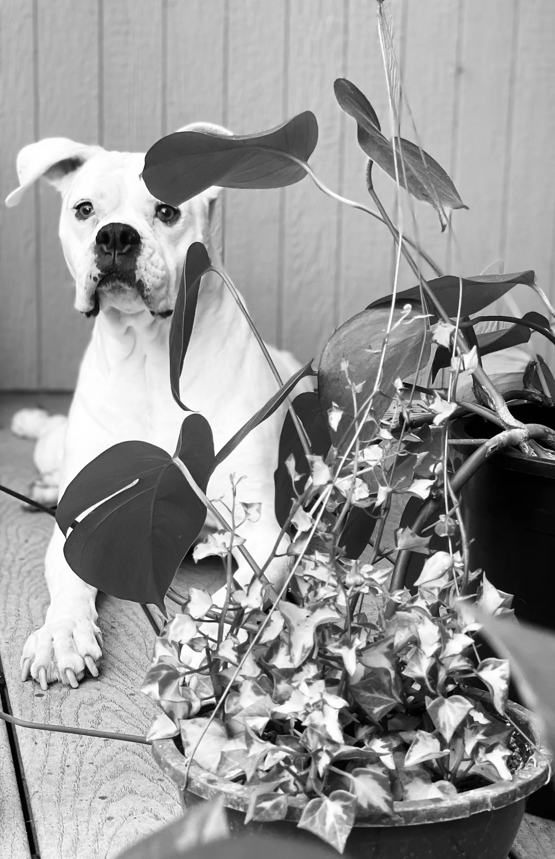 white and black photo of a dog