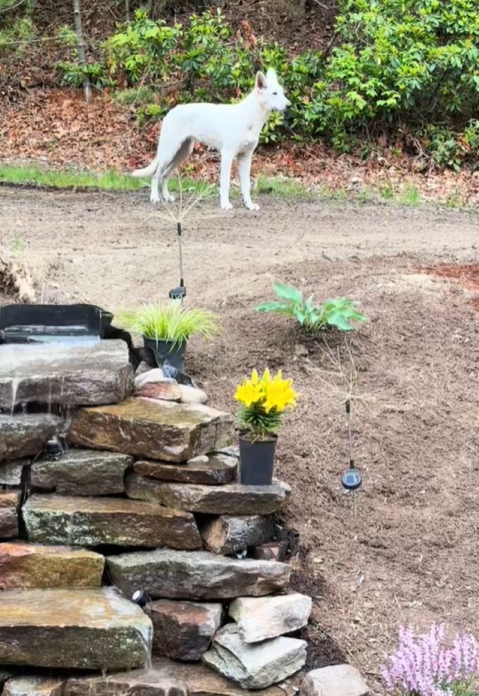 white dog