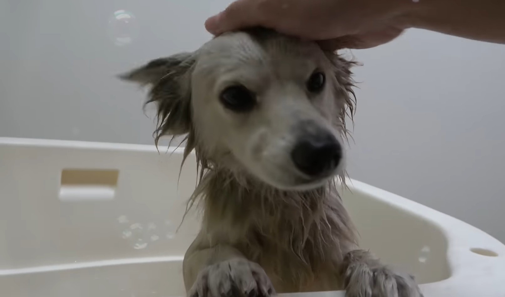 white dog bathing