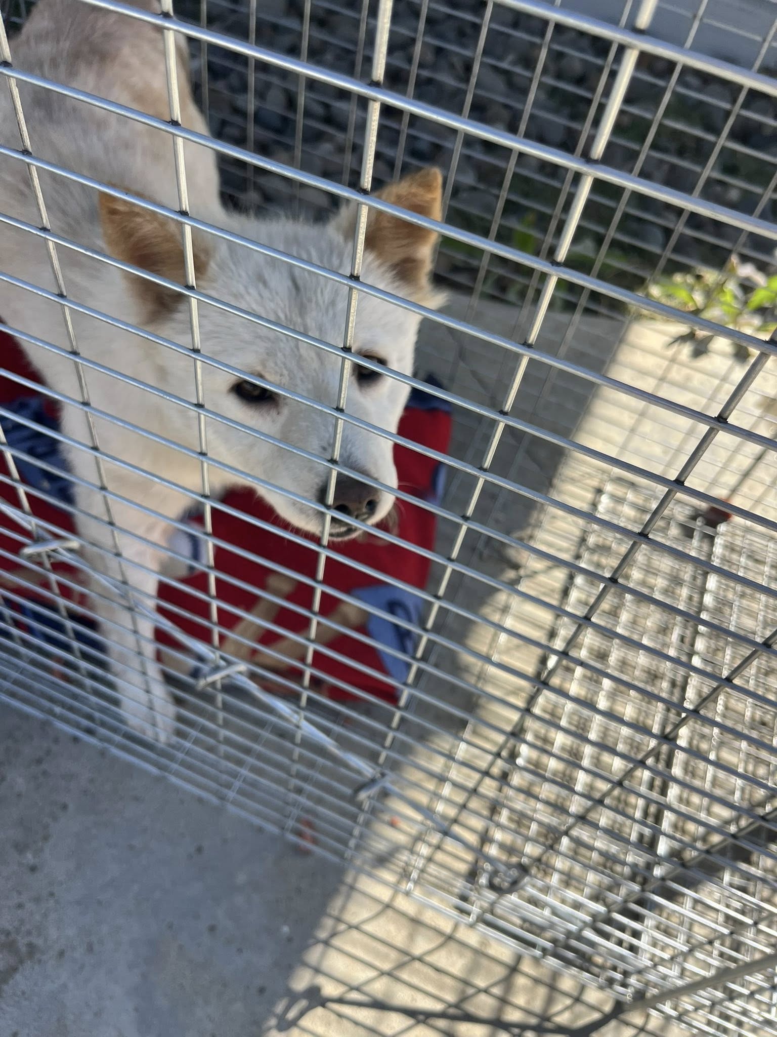 white dog in cage