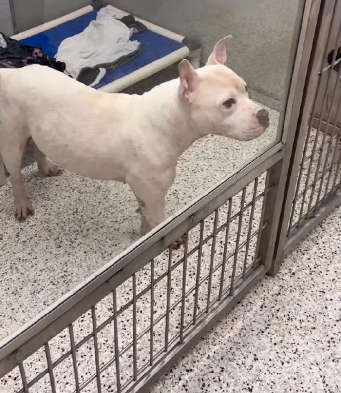 white dog in shelter