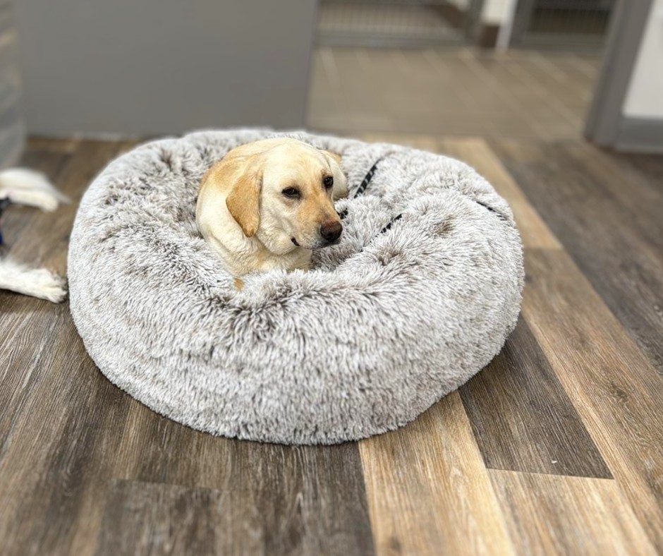white dog laying down
