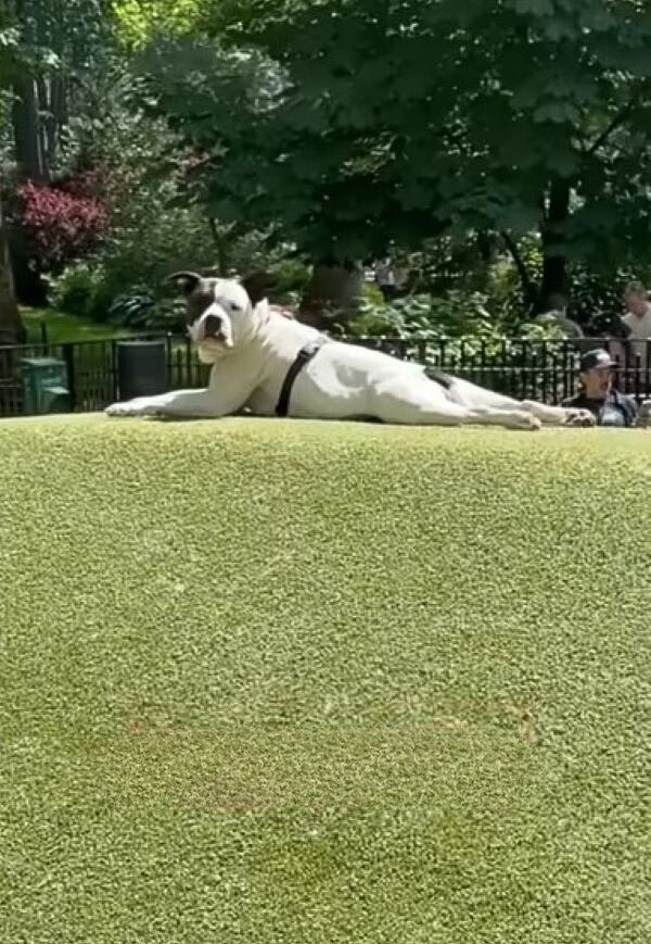 white dog laying down