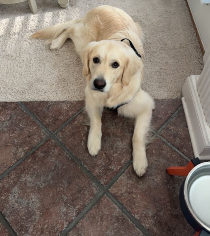 white dog laying down